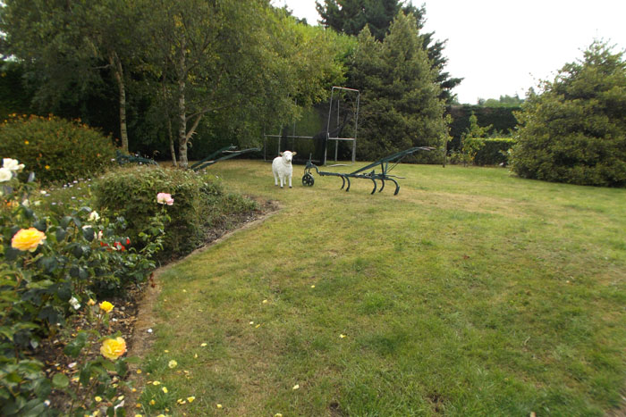 The garden at Avondale B&B, with roses, a lawn, a vintage plough and a sheep statue.